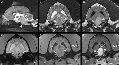 Case report: Hemangioblastoma in the brainstem of a dog